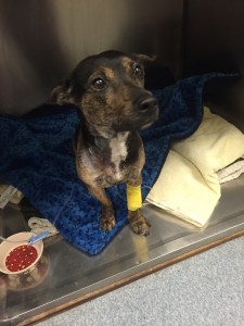 Bobby Sue begging for treats after her heartworm removal surgery!