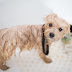 5 Cheap Dog Grooming Options Near Me