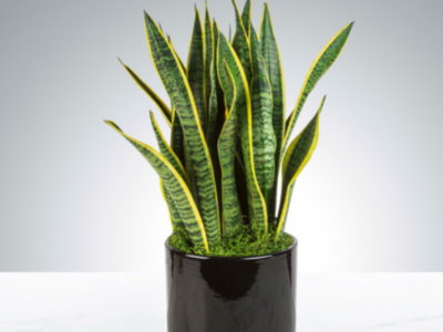 How to take care snake plant