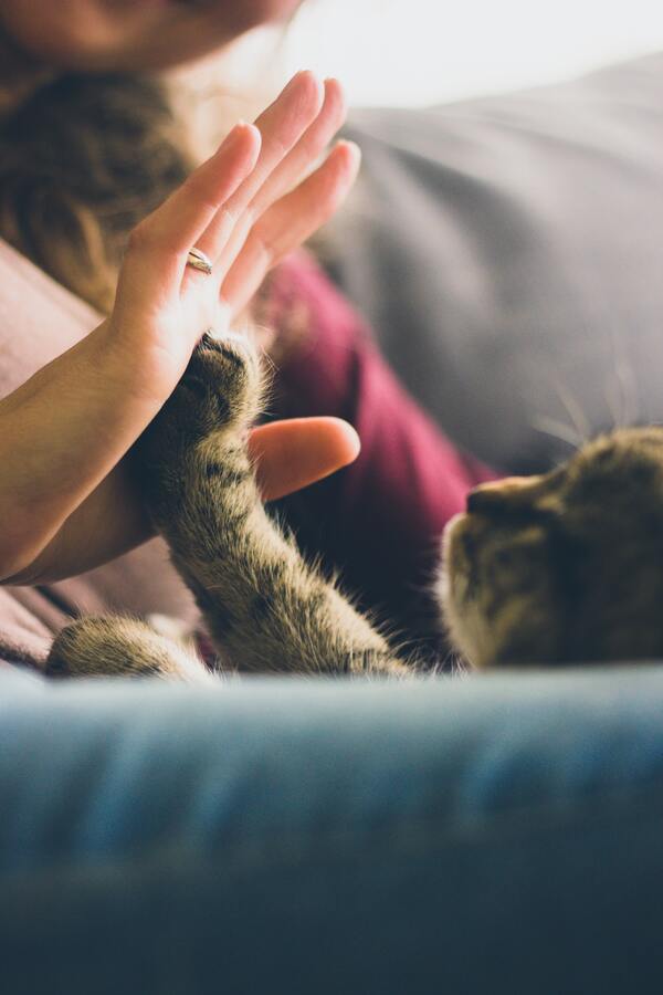 mão da pessoa junta com a patinha de um gato