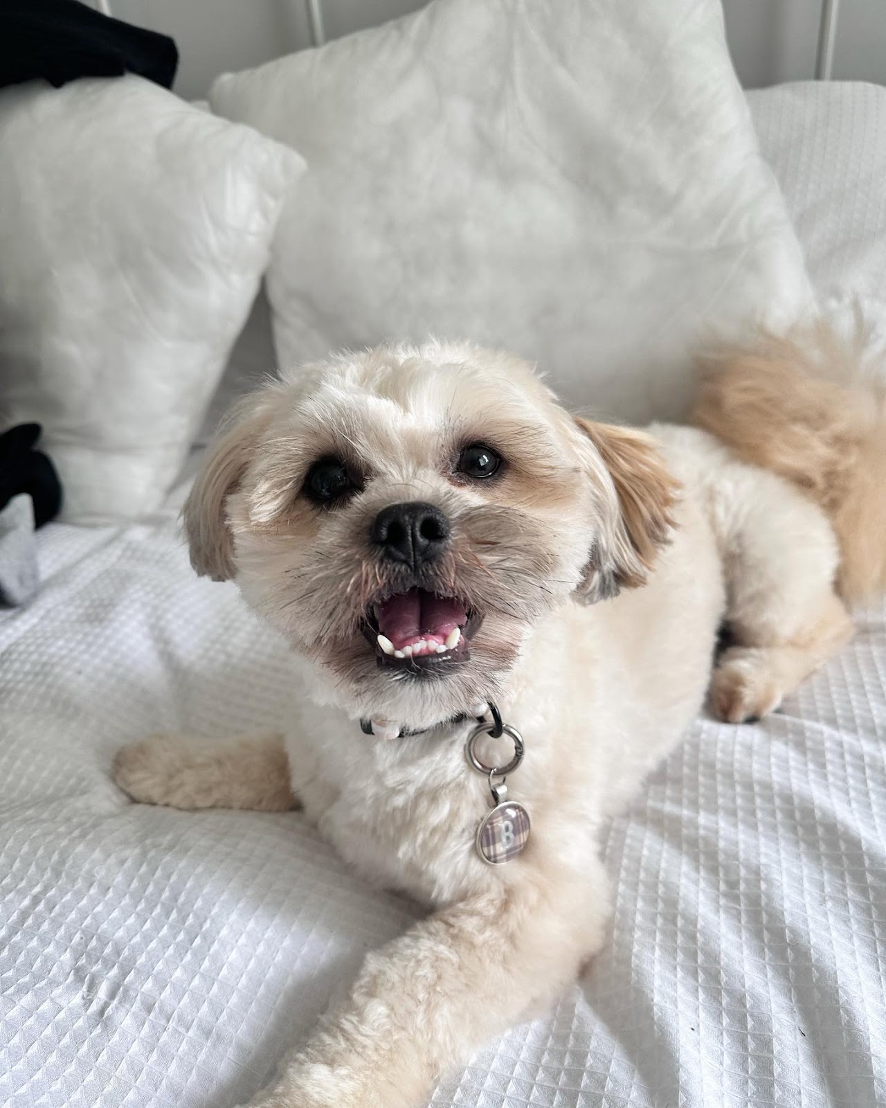 Benji the Shih-poo 