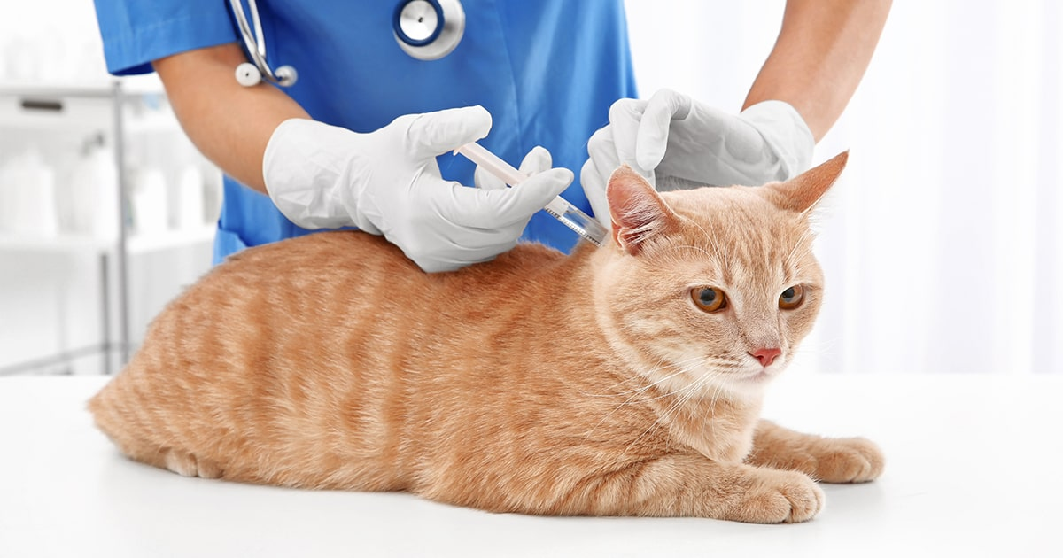how-to-choose-insulin-for-cats 3