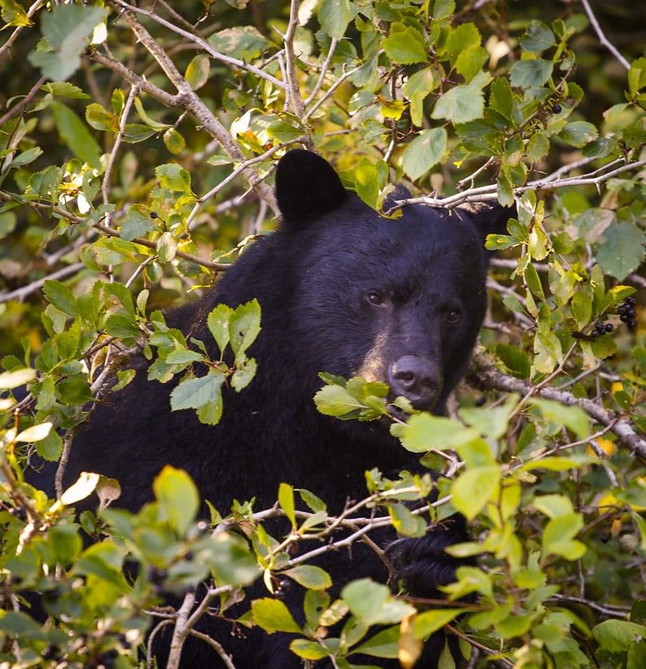 Black Bear in Great Bear Tales