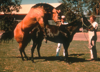 Mare with a granulosa-theca cell tumor exhibiting stallion-like behavior. The affected mare is mounting a mare in estrus. Note that the estrual mare is standing to be mounted by the mare with the tumor. Testosterone levels in mares with granulosa-theca cell tumors showing stallion-like behavior are typically markedly elevated.