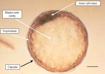 Equine expanded blastocyst. The blastocoele cavity is fully formed, and the inner cell mass, the future embryo-proper/fetus, can be differentiated from the outer trophoblast layer (future placenta). The zona pellucida has been replaced by the thin capsule. Embryo size approximately 560 μm (bar = 100 μm).