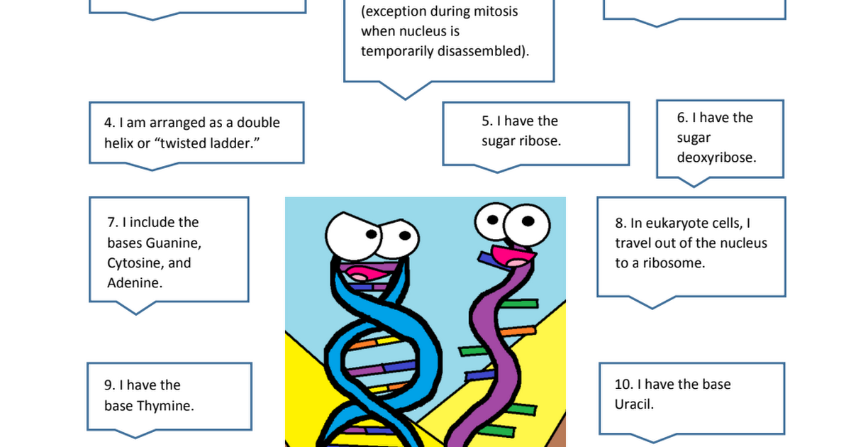 amoeba-sisters-protein-synthesis-video-guide-pdf-google-drive