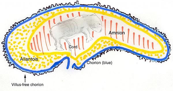 Schematic representation of rhinoceros placentation