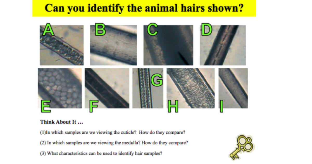 Can you Identify the Animal Hair Shown? - Google Slides