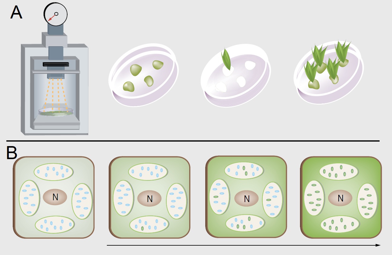 Figura ilustrando o processo de obtenção de uma planta transplastômica