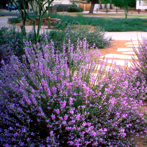 Chihuahuan Sage