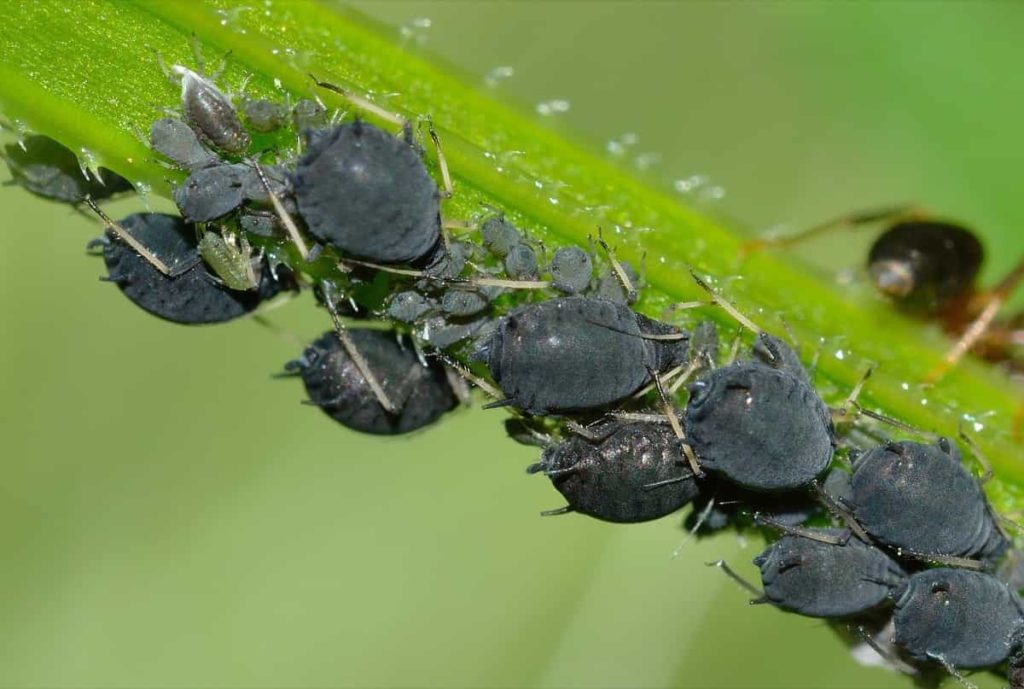 How to Minimize Aphid Infestations