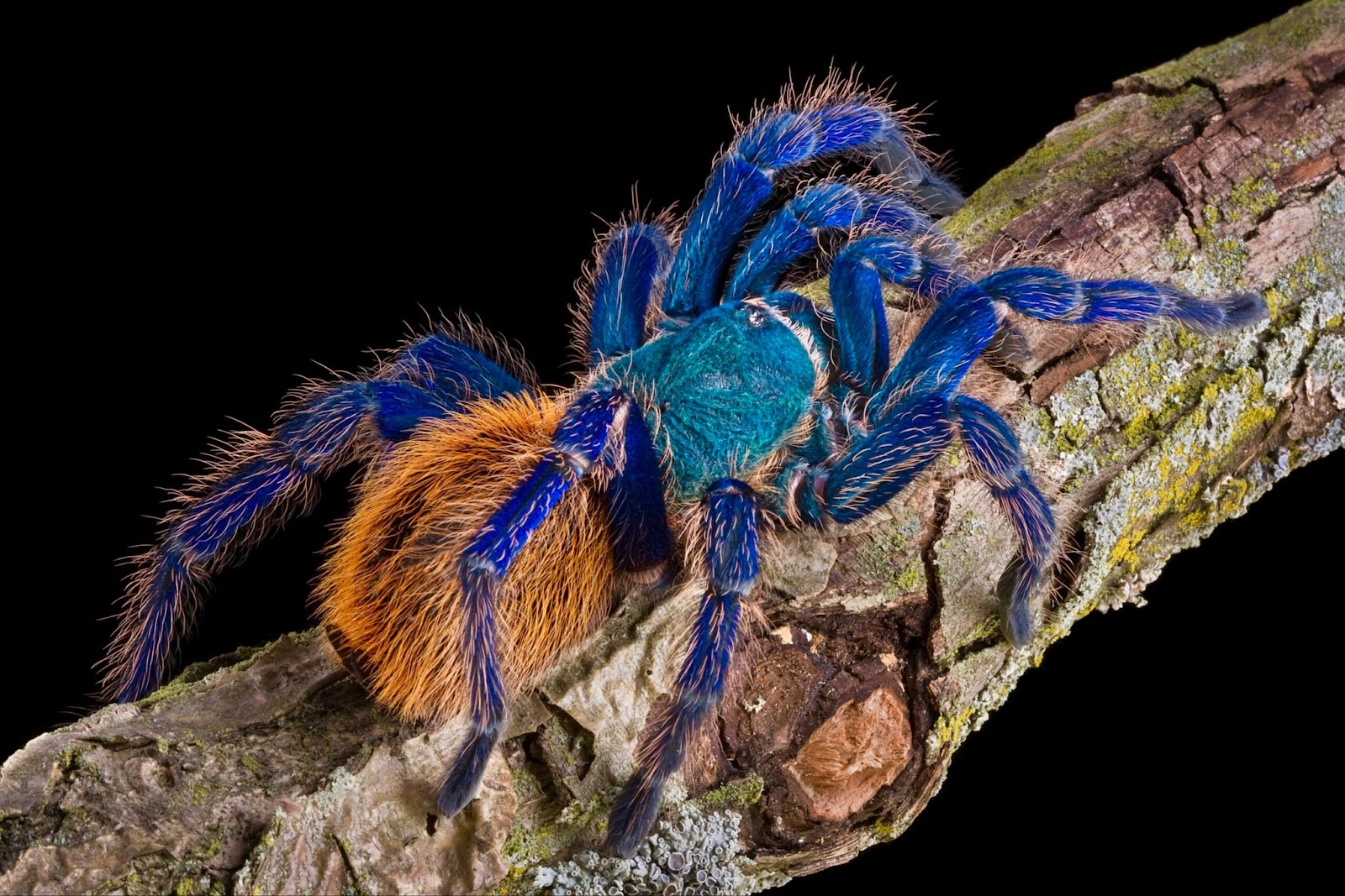 Tarantulas