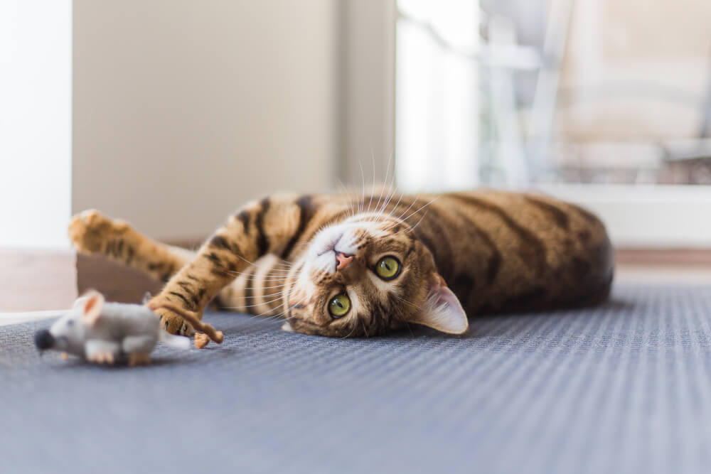 cat playing with mouse toy