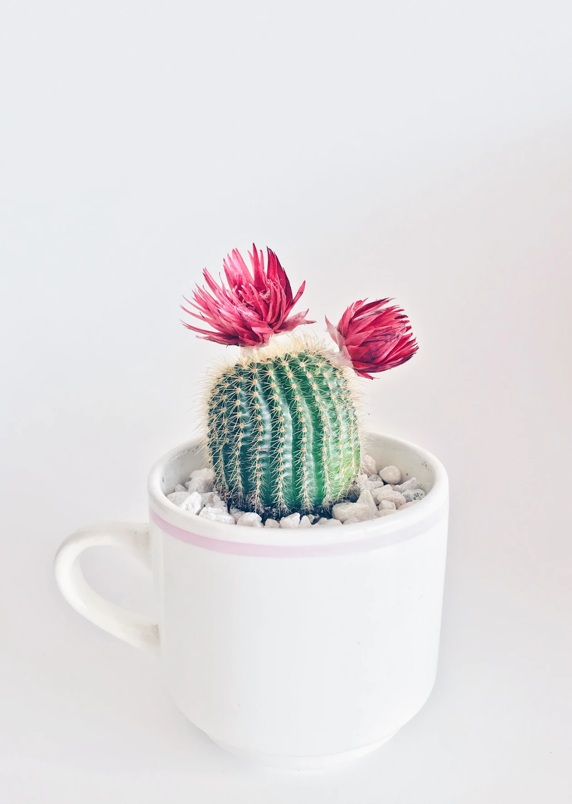 Blooming cactus in a mug