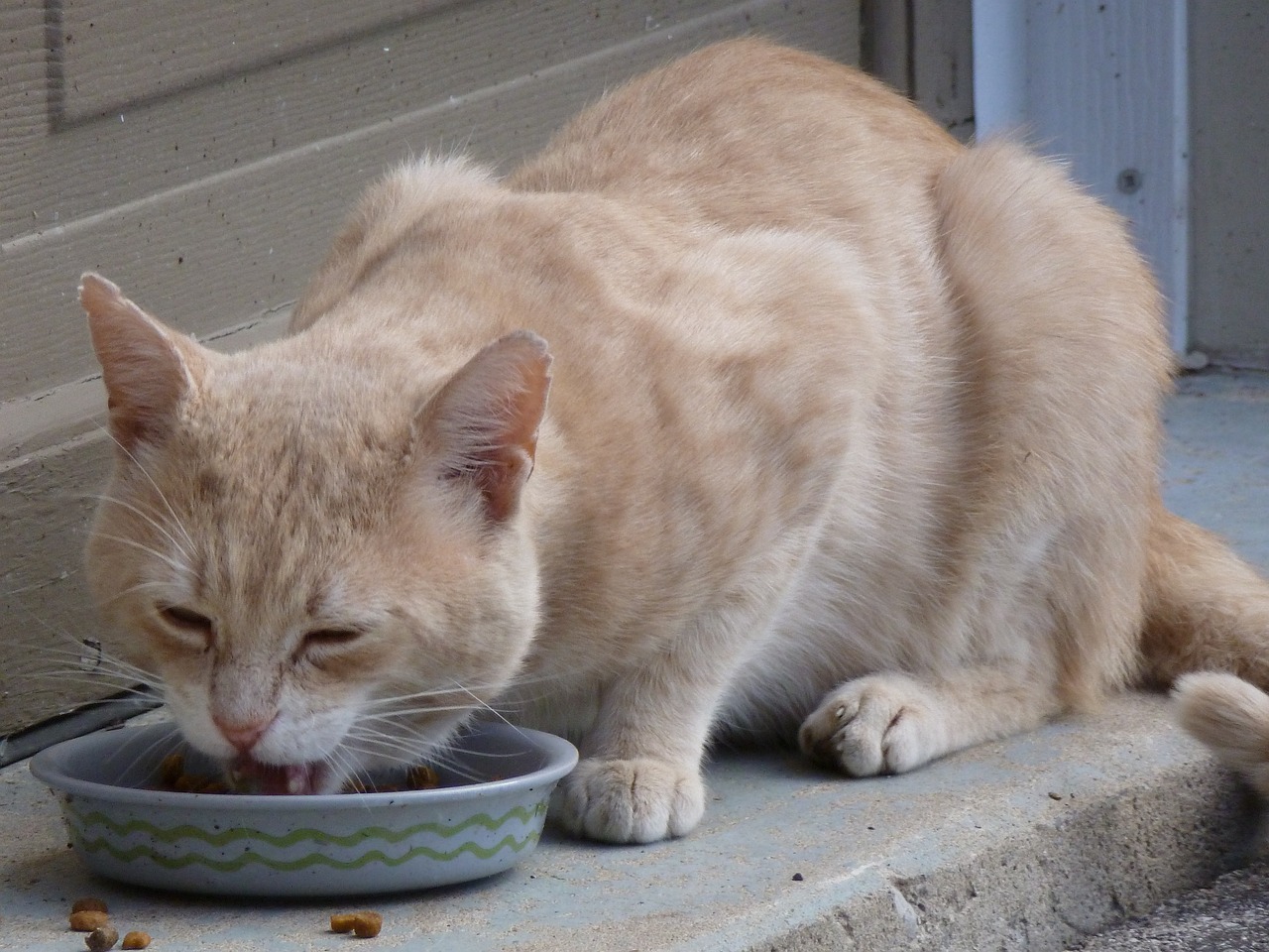 Cat owners are often overwhelmed with options when choosing wet or dry foods for their cats. It's the common question asked by cat owners whether to feed wet or dry food to their pets for better health and life. If you also wonder about choosing between wet and dry cat food, both are good for your cat. 