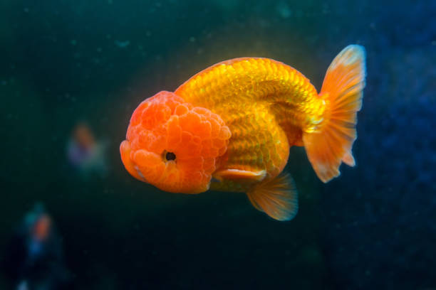 Cá ranchu