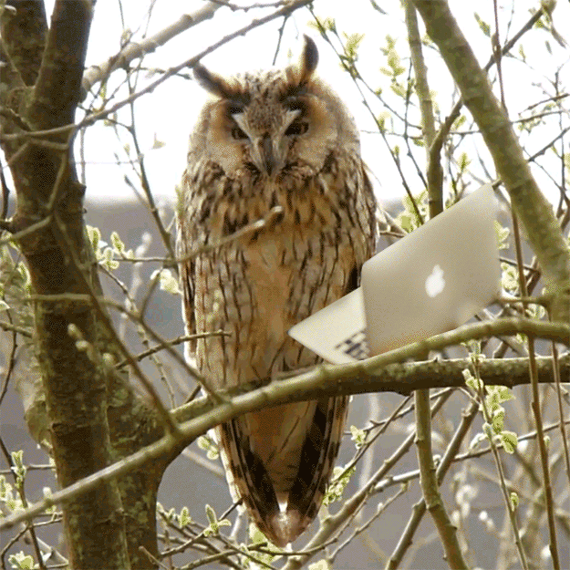A gif of an owl sat in a tree behind a photoshopped Mac book laptop
