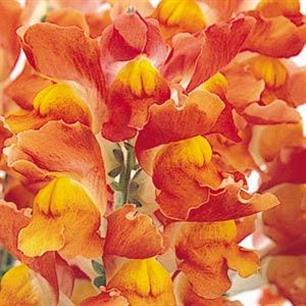 Solstice Orange Tricolor Snapdragon