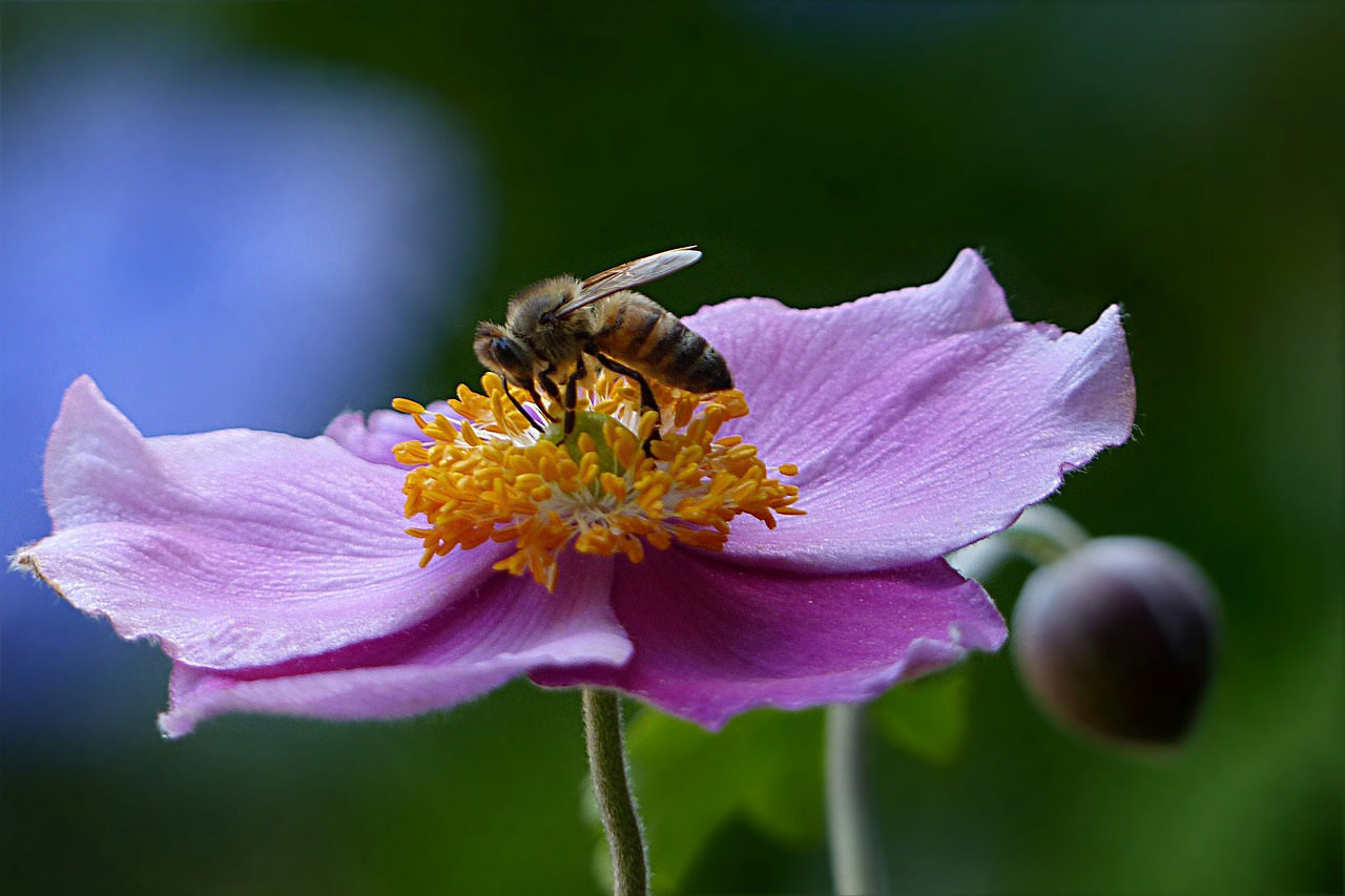 Image result for bee plants