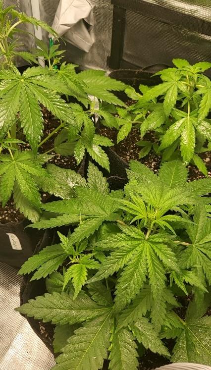 foto 3 crescita pianta di cannabis 