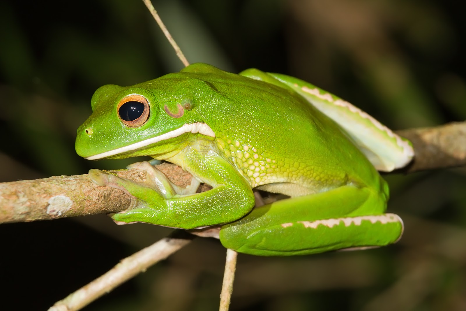 White-lipped tree frog - Wikipedia