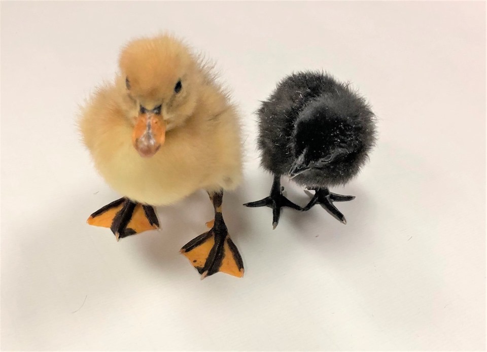 Baby Chicks