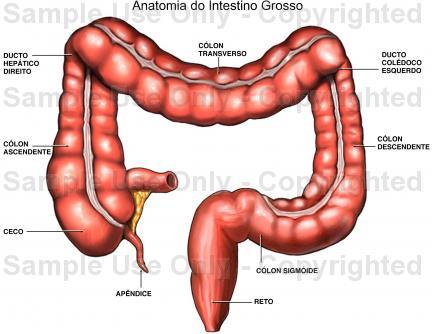 Image result for intestino grosso