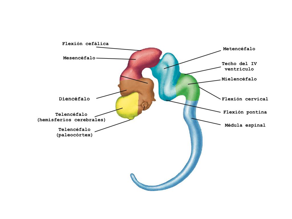 NeuroMéxico: Investigación, Divulgación y Difusión Científica Diferenciación del tubo neural