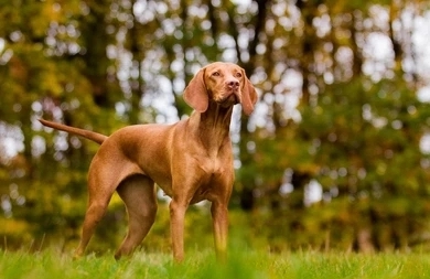Why Do Dog Cough After Drinking Water? 6 GuBL5AJjNSRkL9tVSHlyaY7RUaM5BNraOwAZAqPms6Isz7z7SE s63VFpX75VjQw0XpOBr2N7POWyShDFxMDllhJTdCy1B2rHZJAdN4aJmSyEaJMfYtoPP4 geRSvCX2 lYlm UwkWOQo2aU qu2EVw