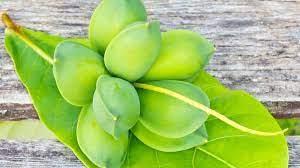buah ketapang kencana
