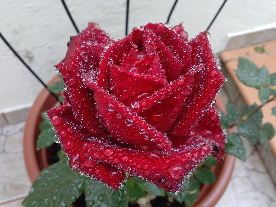 Цветок, Бордовая Роза, Растения В Горшках