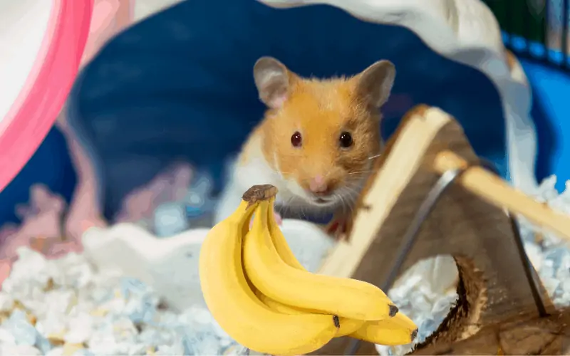 Hamsters and bananas are good friends. - Own Your Pet
