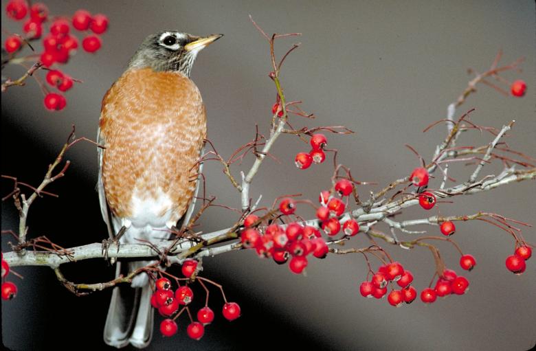 American Robin - Free Stock Photo by Pixabay on Stockvault.net