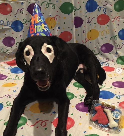 Rowdy the Black Lab - Dog with Vitiligo