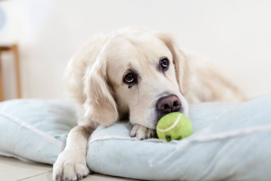 night-ball-tennis-eyes-75346.jpeg