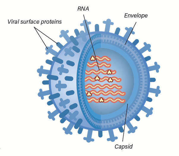 Anatomy of a Virus | Fleet Science Center - San Diego, CA