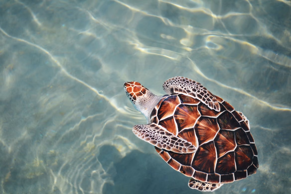 Turtles in Florida