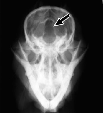 Rostrocaudal skull radiograph of a dog with occipital dysplasia