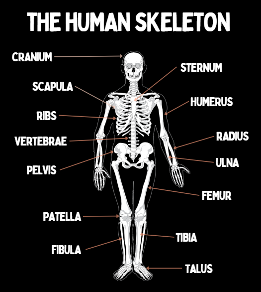 picture of the Human skeleton labelled
