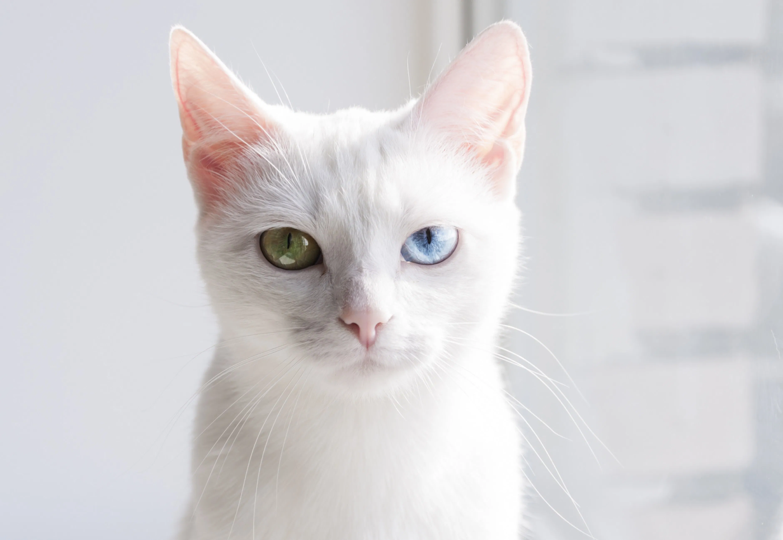 ลักษณะทางกายภาพของแมวขาวมณี
