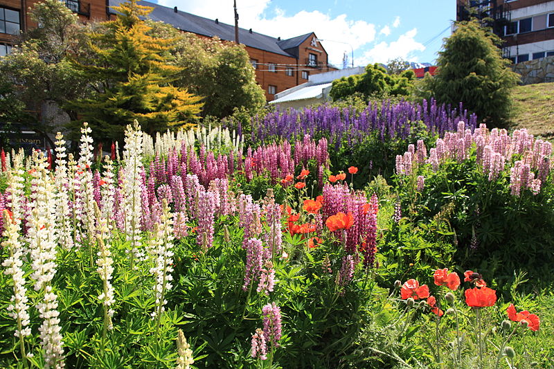 File:Flower garden in Ushuaia (5543010755).jpg