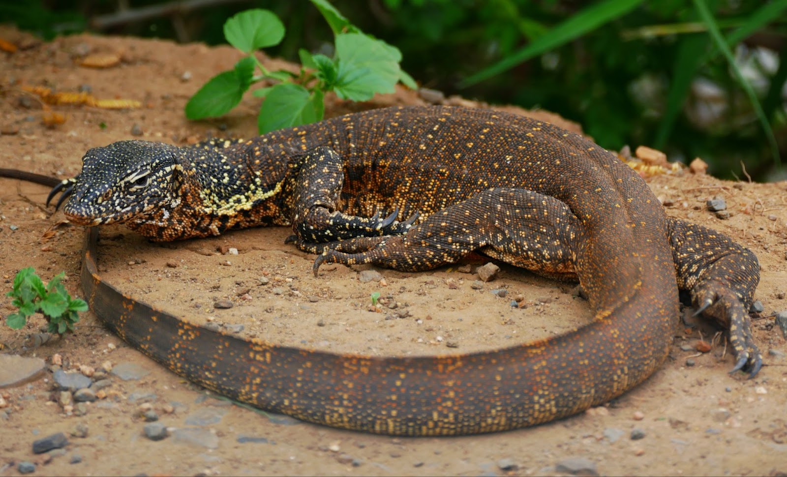 Nile Monitor Lizard