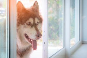 pets and sliding glass doors
