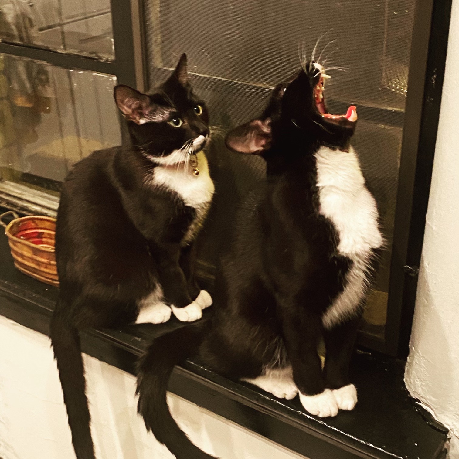 How long do tuxedo cats live