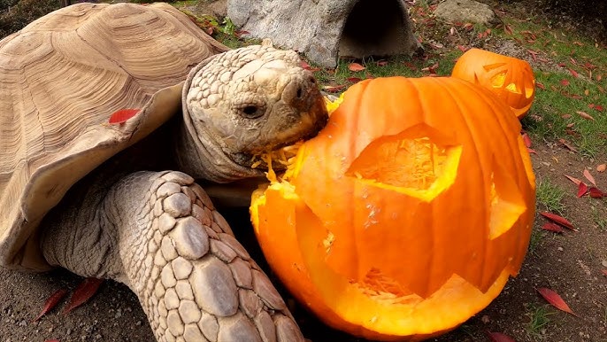 Can Tortoises Eat Pumpkin