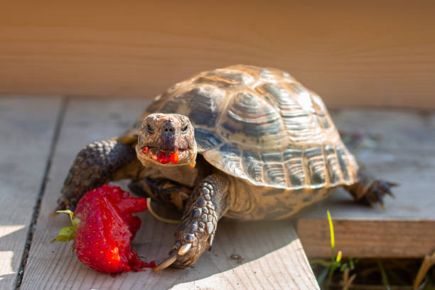Can Tortoises Eat Strawberries