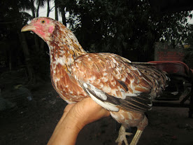 Gà cựa trống - mái vảy rồng, peru, peru lai - tổng hợp - update thường xuyên - 25