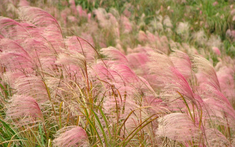 芒草季