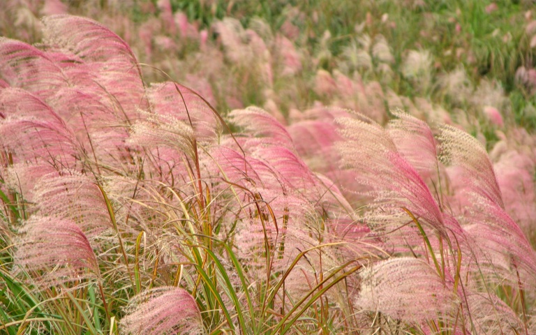 芒草季