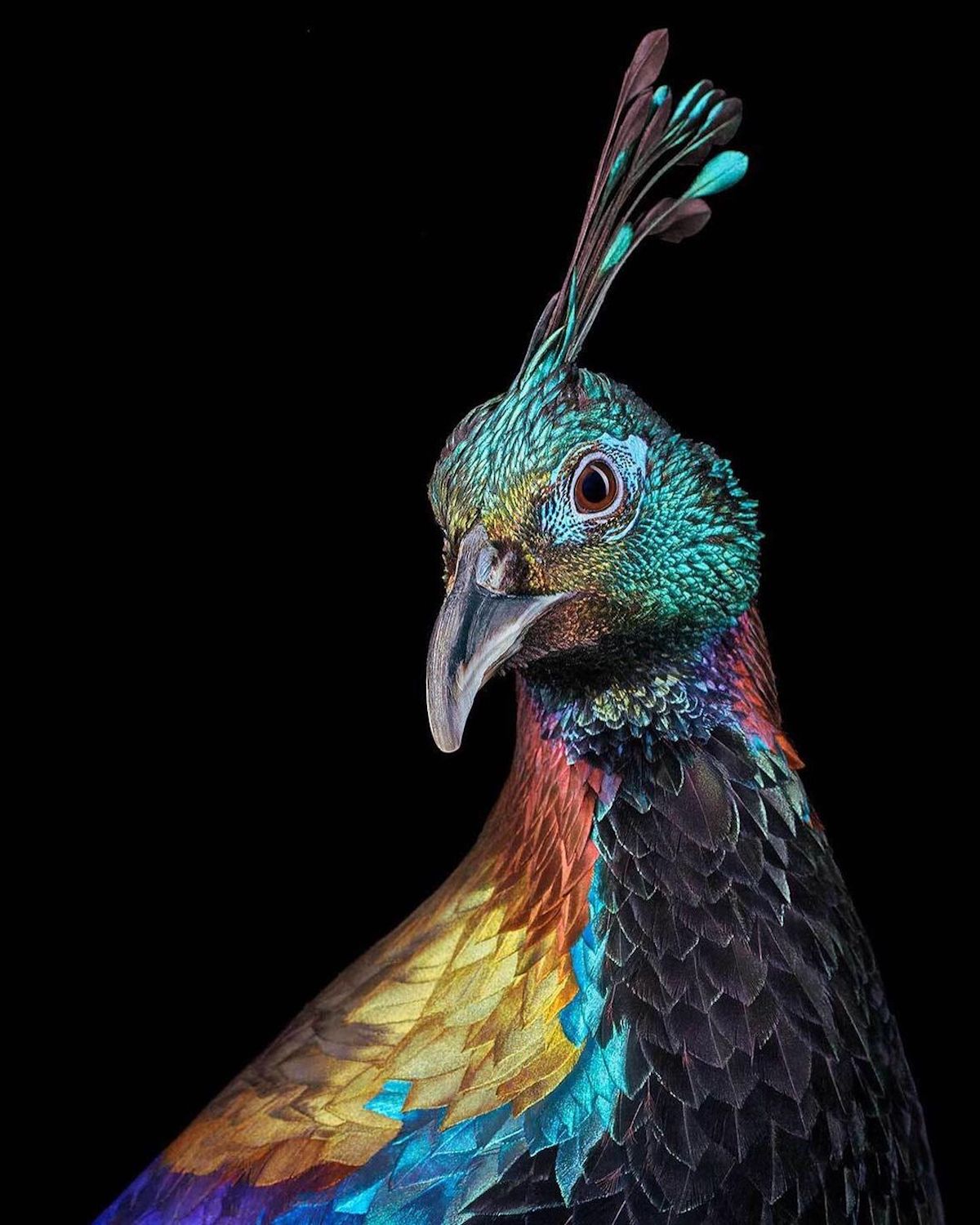 Bird Photography by Tim Flach